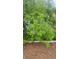 Residential lot featuring citrus trees planted alongside the fence at 2832 Buccaneer Dr, Winter Park, FL 32792