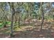 Large, wooded backyard featuring mature trees and ample space for recreation at 127 Oak Ln, Ormond Beach, FL 32174