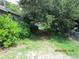 View of the overgrown backyard, showing grass and mature trees at 4231 Raleigh St, Orlando, FL 32811