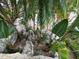 Lush tropical plants and rocks surround a pool area at 7350 Westpointe Blvd # 234, Orlando, FL 32835