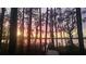 Picturesque sunset view of the dock through the trees, offering a serene and private lakeside experience at 2908 Lee Shore Loop, Orlando, FL 32820