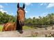 Close-up view of horse in pasture behind a wood fence at 23647 Seneca Ridge Ct, Christmas, FL 32709