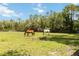Horses grazing in the pasture at 23647 Seneca Ridge Ct, Christmas, FL 32709