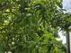 Lush mango tree with ripening fruit, adding a tropical touch to the property at 651 Oak Hollow Way, Altamonte Springs, FL 32714