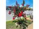 A lovely backyard featuring a Crape Myrtle tree and well-maintained green grass, perfect for outdoor enjoyment at 2051 Sandy Garden Ln, Winter Garden, FL 34787