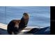 An otter relaxing on a boat overlooking the water at 7145 Lake Dr, Orlando, FL 32809