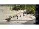 A duck and ducklings enjoy a shallow waterfront area at 7145 Lake Dr, Orlando, FL 32809