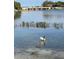 Ducks swimming and enjoying the calm waters of the lake at 7145 Lake Dr, Orlando, FL 32809