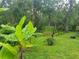 Expansive backyard featuring a banana tree and lush, green lawn perfect for outdoor activities and relaxation at 149 Spanish Bay Dr, Sanford, FL 32771