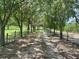 Scenic tree-lined driveway offering a picturesque approach to the property at 17952 Lookout Hill Rd, Winter Garden, FL 34787
