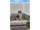 Adorable beagle sitting on patio furniture in the backyard enjoying a sunny afternoon at 1615 W Gadsen Blvd, Orlando, FL 32812