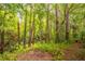 Lush backyard showcasing mature trees and natural Florida landscape at 109 Poinciana Ln, Deltona, FL 32738