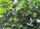 Close up of a leafy green passionfruit vine with unripe green fruits at 31701 State Road 44 Sr-44, Eustis, FL 32736