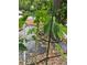 Close up of a young papaya tree in the yard of a property at 31701 State Road 44 Sr-44, Eustis, FL 32736