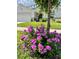 Lush pink flowers in the garden highlight the charm of the house in the background at 7 Polermo Ave, St Cloud, FL 34771