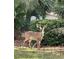 Deer standing among lush greenery in its natural habitat; adding a wildlife element to this residence at 1441 Foxtail Ct, Lake Mary, FL 32746