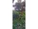 Mango tree with mangoes at 1612 Eastern Ave, St Cloud, FL 34771