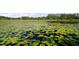A lake covered in green water lilies reflecting blue skies on a sunny day at 42108 Pine Valley Dr, Paisley, FL 32767