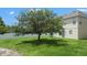 Large backyard with mature shade tree, expansive green lawn and privacy fence at 1509 Cedar Lake Dr, Orlando, FL 32824