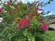 A close-up view showcases a vibrant bougainvillea bush in full bloom at 1509 Huntington St, Deltona, FL 32725