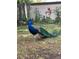 Backyard featuring a peacock roaming free amongst lush greenery and trees at 9206 Everwood St, Orlando, FL 32825