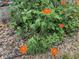 Bright orange flowers bloom in the sunlight in this beautiful community in a manicured and landscaped area at 164 Royal Palm Dr, Leesburg, FL 34748