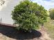 Landscaping features a rounded bush in a backyard setting with mulch around the base at 164 Royal Palm Dr, Leesburg, FL 34748