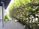 Well landscaped backyard with a gravel walkway and privacy bushes at 319 Halsey St, Orlando, FL 32839