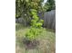 A view of a green tree with lush foliage in the backyard at 9355 Telfer Run, Orlando, FL 32817