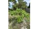 A view of a green tree with lush foliage in the backyard at 9355 Telfer Run, Orlando, FL 32817
