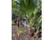 Palm trees in the yard at 1452 Moon Valley Dr, Davenport, FL 33896