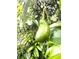 Close up of an avocado tree with a single fruit, enhancing the charm of the property at 1945 Bering Ave, Winter Park, FL 32789