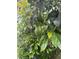Close up of an avocado tree with multiple fruits, adding a touch of nature to the garden at 1945 Bering Ave, Winter Park, FL 32789