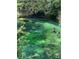 Beautiful emerald river with swimmers, a perfect outdoor recreation spot surrounded by lush foliage at 610 Cypress Ave, Orange City, FL 32763
