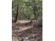 Overgrown natural trail surrounded by dense trees and foliage, highlighting a secluded outdoor space at 610 Cypress Ave, Orange City, FL 32763