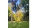 Beautiful yard view with lush green grass, several trees, and peaceful outdoor seating at 15888 Ne 152Nd Ave, Fort Mc Coy, FL 32134