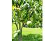 Lush backyard featuring a mango tree, green grass, and serene water views at 813 Marsh Reed Dr, Winter Garden, FL 34787