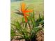 A bird of paradise flower in the grass at 1115 Deer Creek Blvd, Davenport, FL 33837