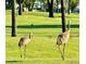Sandhill Cranes graze in the verdant green grass of the community at 1115 Deer Creek Blvd, Davenport, FL 33837