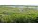 Lush mangrove canopy at 4628 Harbour Village Blvd # 2308, Ponce Inlet, FL 32127