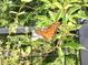 A beautiful orange butterfly perched on a flower inside a gated community at 1573 Amber Leaf Cir, Ocoee, FL 34761