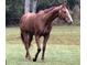 Profile of beautiful horse at 2508 Fawn Run, Oviedo, FL 32765
