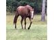 Chestnut horse with a white blaze and leather halter walks across a grassy field at 2508 Fawn Run, Oviedo, FL 32765