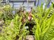 Charming garden pond with lush ferns and a decorative frog at 660 Neile Ct, Oviedo, FL 32765