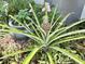 Close-up of a pineapple plant growing in the garden at 660 Neile Ct, Oviedo, FL 32765