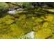 Charming koi pond showcasing colorful fish swimming in a lush, aquatic environment at 800 Hamilton Place Ct, Winter Park, FL 32789