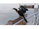 A close-up of a bird enjoying the waterfront view, perched on a wooden railing with calm water in the background at 4471 Treasure Cay Rd, Tavares, FL 32778