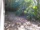Dense collection of bamboo and other plants in the side yard of this property at 31429 Anna St, Deland, FL 32720