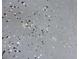 Close-up of a gray floor at 1361 Sterling Oaks Dr, Casselberry, FL 32707