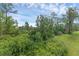 Lush, green landscape of bushes, pine trees, and mature trees with grassy space at 17860 Passionflower Cir, Clermont, FL 34714